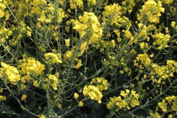 Ein Feld blühenden Rapses