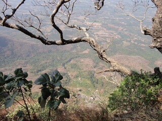hill view with trees