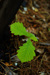 A young oak tree in the shade of an old forest, light and rain fell on the leaves.