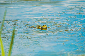 Front view of frog with breathing bubbles in blue river water