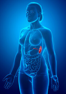 3d rendered, medically accurate illustration of a female Spleen Anatomy