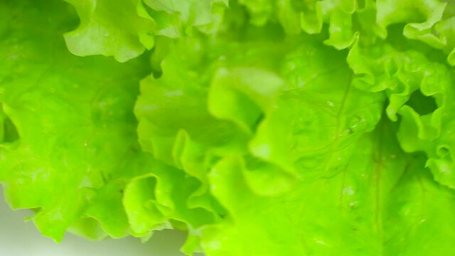 Fresh lettuce leaf with water drops, rotates on the camera.