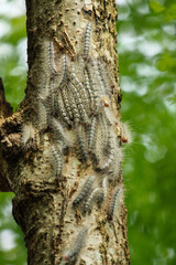 Obraz premium A group of worm..