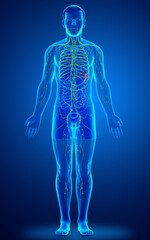3d rendered medically accurate illustration of a male lymphatic system