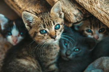 Close up of a kitten with blue eyes looking at the camera