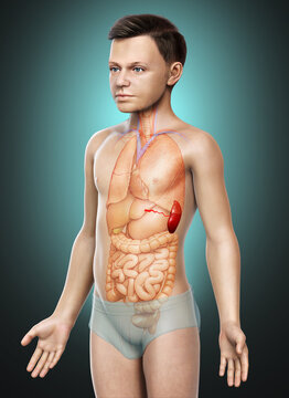 3d rendered, medically accurate illustration of a young boy Spleen Anatomy