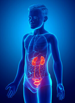 3d rendered, medically accurate illustration of the young boy highlighted kidneys and urinary system