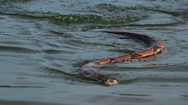 Amazing snake boa constrictor swimming in the lake