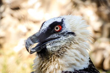 Representatives of birds. Portraits of birds. Wildlife close-up.