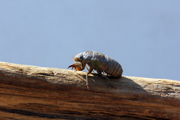 cigale et sa carapace