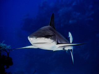 great blacktip Caribbean reef shark on coral reef, danger reef, Bahamas, tropical underwater...