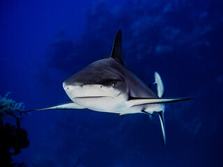 great blacktip Caribbean reef shark on coral reef, danger reef, Bahamas, tropical underwater photography © Jason