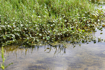 reeds in the water