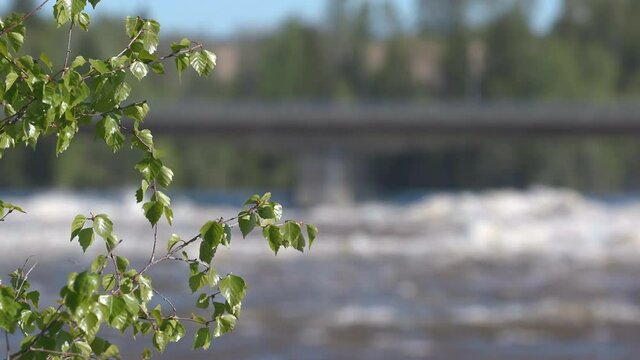 green leaf branch focus pull raging river flood