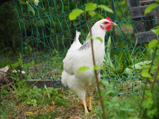 white chicken in the grass