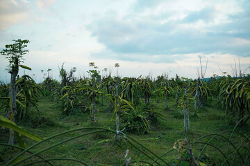 dragon fruit garden that starts to bear fruit.