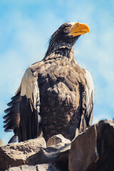 Representatives of birds. Portraits of birds. Wildlife close-up.