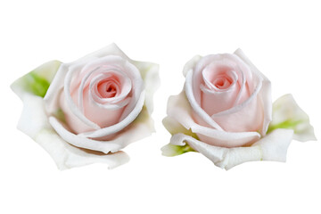 Couple of lite pink rose flowers with water drops isolated on white background