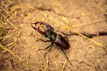 stag beetle sits on the ground. close-up.