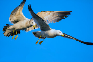 Seagulls soar in the sky