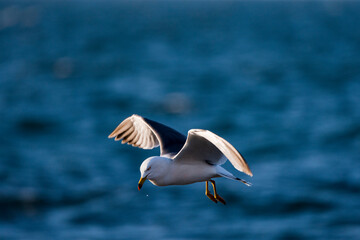 Seagull sees prey in the sea and prepared to catch it