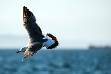 Seagull in flight with wings spread wide
