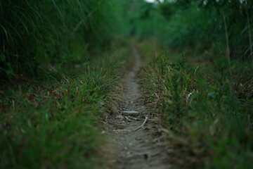 footpath in the countryside