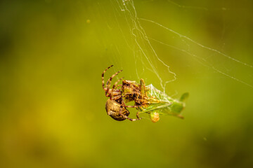 oak spider cross in a web. close-up.
