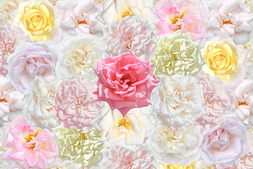 Collage of pink and white rose flowers