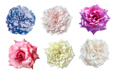 Collection of rose flowers isolated on white background