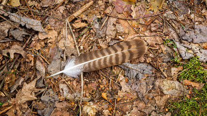 Feather of a forest bird lies on the ground in the forest.