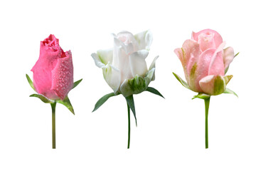 Obraz premium Three rose buds isolated on white background