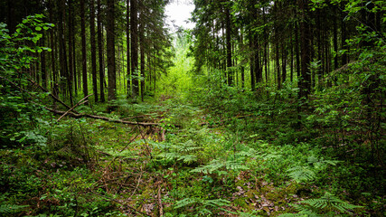 Forest trail in deciduous forest