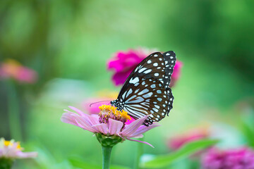 Fototapeta na wymiar Moths find nectar from pollen in nature.