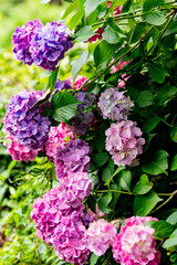 アジサイの花の盛りの初夏の風景