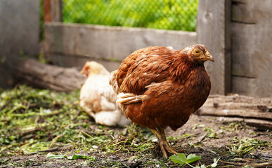 Close up of chicken walking in paddock outdoor.