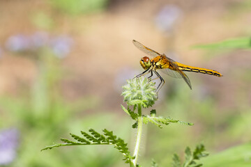 Orange dragonfly on unblown Phacelia flower, macro. Big dragonfly on nature background, close up