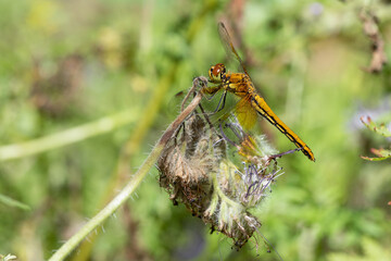 Orange dragonfly on wilted Phacelia flower, macro. Big dragonfly on nature background, close up