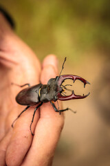 stag beetle on a man’s hand. close-up.