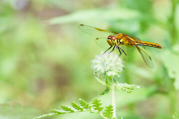 Fototapeta premium Orange dragonfly on unblown Phacelia flower, macro. Big dragonfly on nature background, close up