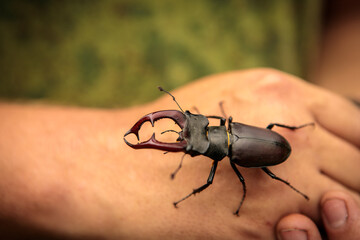 stag beetle on a man’s hand. close-up.