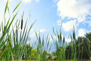 Fototapeta premium Beautiful landscape of bull rushes and reed mace in the blue sky, summer day with sunlight green landscape background