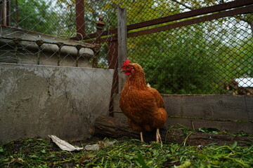 Fototapeta premium Close up of chicken walking in paddock outdoor.