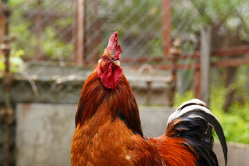 Close up of adult rooster walking in paddock outdoor.