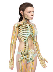 3d rendered medically accurate illustration of a young girl nervous system and skeleton system