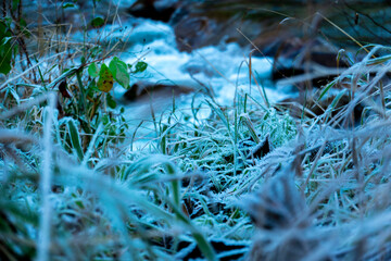 Moss on the grass