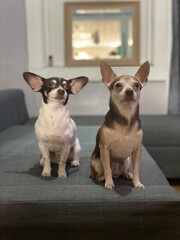 two chihuahua puppies