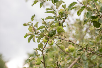 Apfelbaum mit wachsenden Äpfeln im Sommer