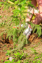 Work in the garden. Woman plants spruce