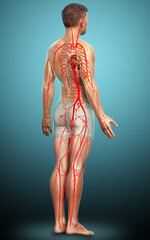 3d rendered medically accurate illustration of male arteries